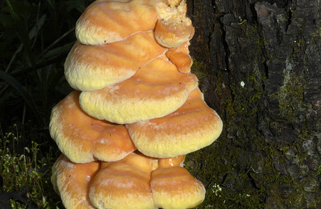 Schwefelporling (Laetiporus sulphureus) - © Heinz Prelicz